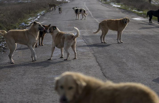 CHP sokak hayvanları yasasının iptali için başvurmuştu! AYM ilk incelemesini tamamladı