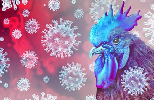 ABD'de hayvan teması olmadan görülen ilk kuş gribi vakası tespit edildi