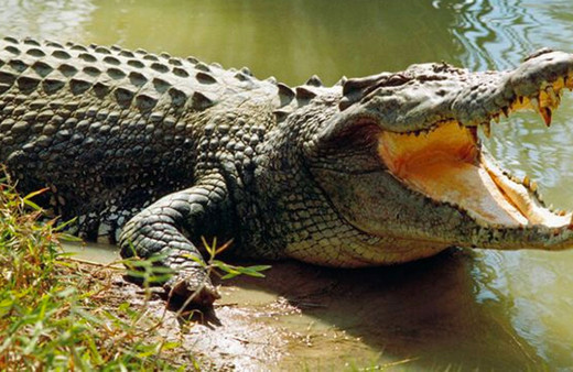 Nehir kılısında balık tutmaya gitti timsaha yem oldu