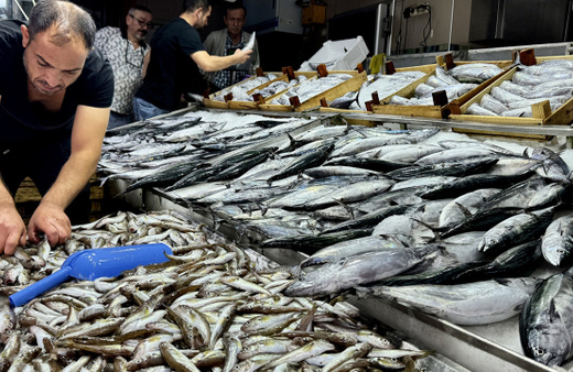 Balık tezgahlarında palamut, hamsi ve çinekop bolluğu yaşanıyor