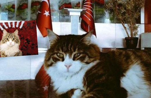 CHP'nin kedisi Şero öldü