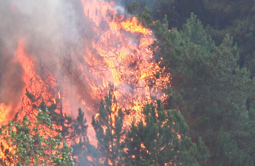 Dünyada sıcaklık rekorları kırılırken ABD ve Avrupa'da orman yangınları etkili oluyor