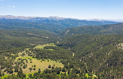 İzmir'de ormanlık alana gömerken yakalandılar! İkisi de tutuklandı