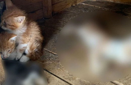 Ümraniye'de hayvan katliamı iddiası! Zabıta bıçaklandı Başkan İsmet Yıldırım'da açıklama