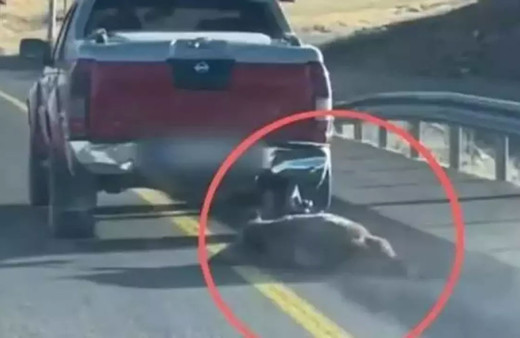 Öldürdüğü domuzu aracının arkasına bağlayıp sürükledi