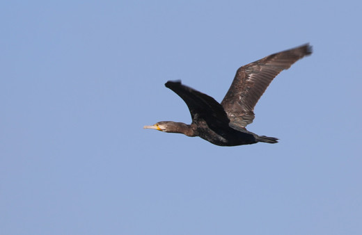 Iğdır'da yapılan gözlemlerde bugüne kadar 348 kuş türü tespit edildi