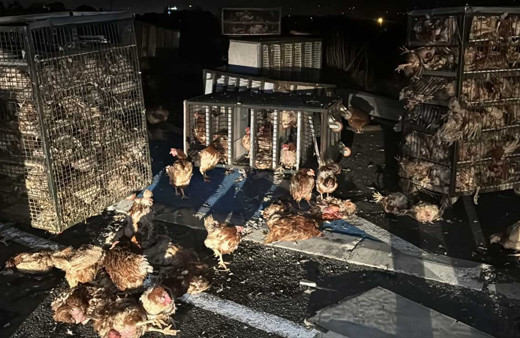 Bolu'da tır devrildi 7 bin canlı tavuk yola saçıldı