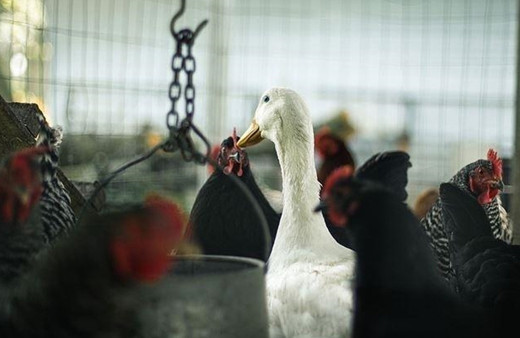 Tarım ve Orman Bakanlığı'ndan kuş gribi açıklaması