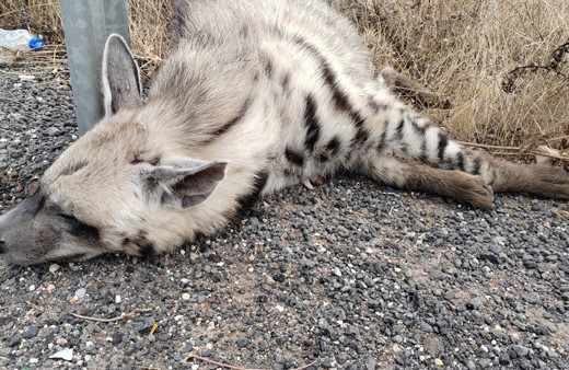 Nesli tükenme tehlikesi altındaki çizgili sırtlanın üzücü sonu