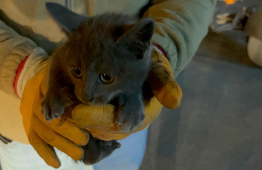 Erzurum'da aracın altına giren kedi bakın hangi ilde farkedildi