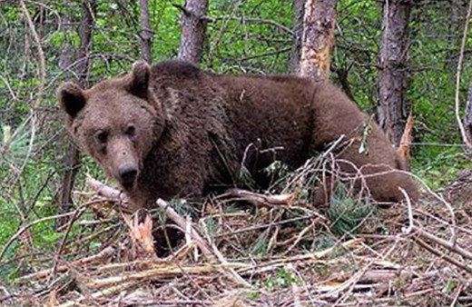 Sivas'ta ayı saldırısına uğrayan eski muhtar kurtarılamadı
