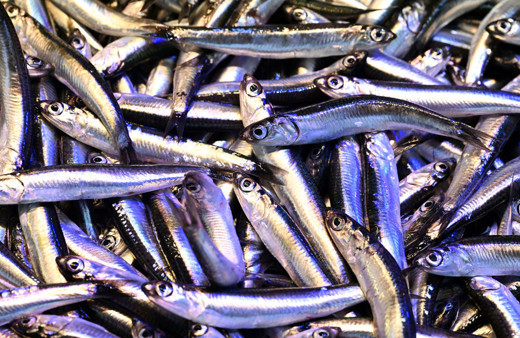 Olumsuz hava koşulları hamsi fiyatlarını yükseltti! Kilosu ne kadar oldu?