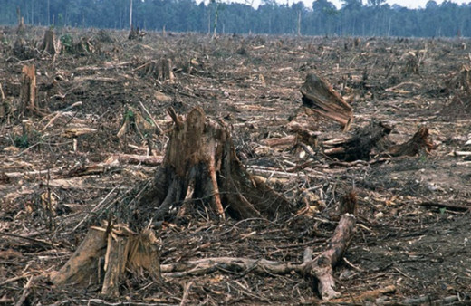 AP, orman tahribatını önleyecek yeni kuralları 1 yıl erteledi