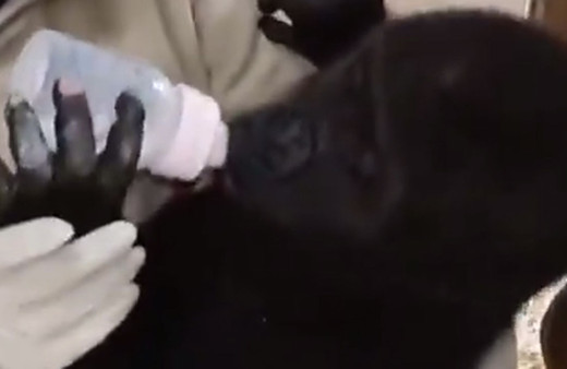 İstanbul Havalimanı'nda yakalanan goril yavrusuyla ilgili açıklama