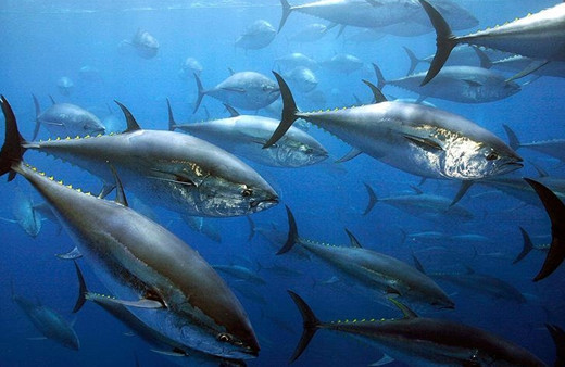 Japonya'da mavi yüzgeçli orkinos 1,3 milyon dolara satıldı