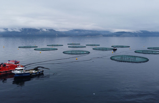 Metro Türkiye'den balıkçılığa destek yerli somon hamlesi