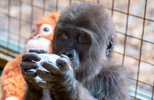 İstanbul Havalimanı'nda yakalanan goril yavrusuna isim aranıyor