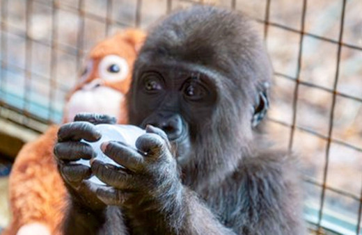 Yavru gorile en çok önerilen 4 isim arasında anket başlatıldı