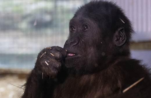 İstanbul Havalimanı'nda yakalanan goril yavrusunun adı belli oldu
