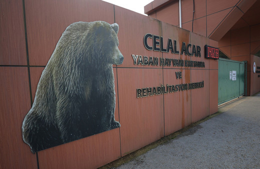 Bursa'da ayı barınaktan firar etti! Arama çalışmaları sürüyor