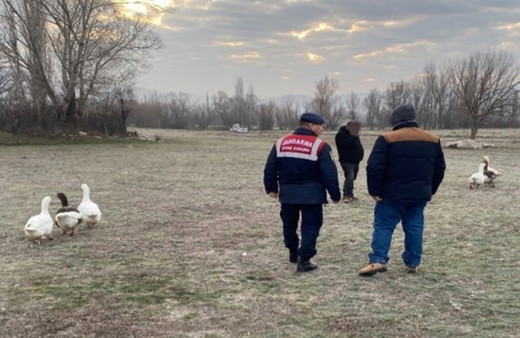Çorum'da kaz dövüşü yaptıran 7 kişiye 72 bin 695 lira ceza kesildi