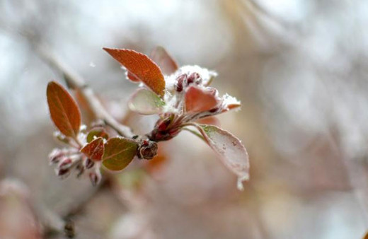 İzmir için soğuk hava ve zirai don uyarısı