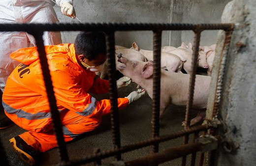 Avustralya'da domuz çiftliklerinde Japon ensefaliti virüsü saptandı
