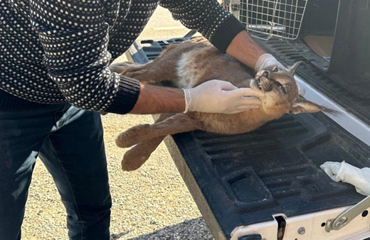 Nesli tehlike altındaydı! Otomobilin çarpmasıyla öldü