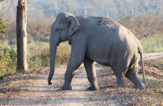 Hindistan'da fil sürüsü saldırdı 5 kişi hayatını kaybetti