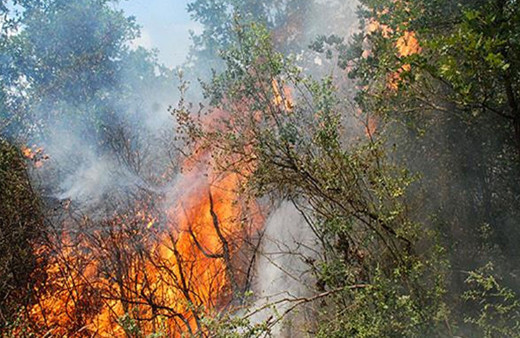 Antalya'da orman yangını çııktı!