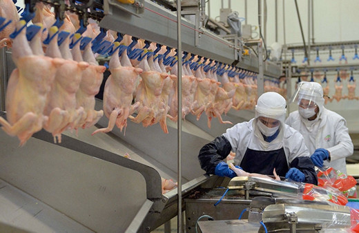 Gedik Piliç, Avrupa Birliği'ne ihracat vizesi aldı