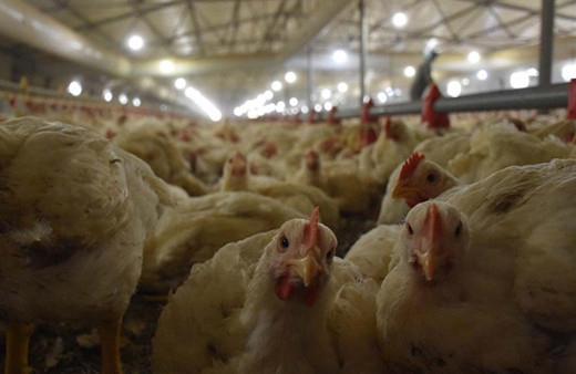 "Tunceli'de tavuklar gerekçesiz itlaf edildi" iddiasına bakanlıktan yanıt