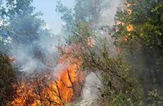 Gelibolu'da orman yangını çıktı!
