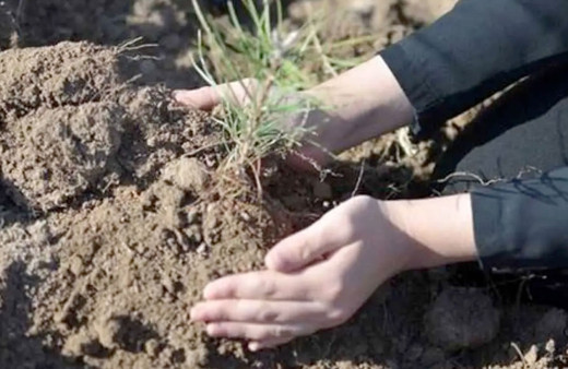 Gedik Piliç zor alanlarda 'ecoDrone' yöntemiyle tohum atışı yapıyor