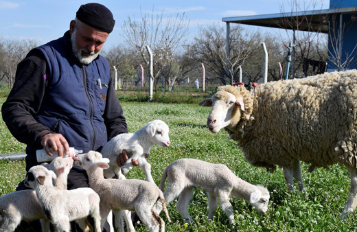 Manisa'da koyun tek batında 5 kuzu doğurdu