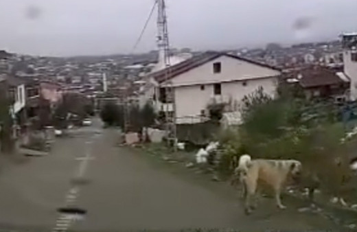 Yalova'da 5 yaşındaki Halit'e sahipsiz köpekler saldırdı! Çocuğun durumu ağır