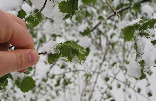 Orta Karadeniz'in orta ve iç kesimleri için zirai don uyarısı