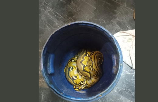 Yolcu otobüsündeki kutunun içinden piton çıktı