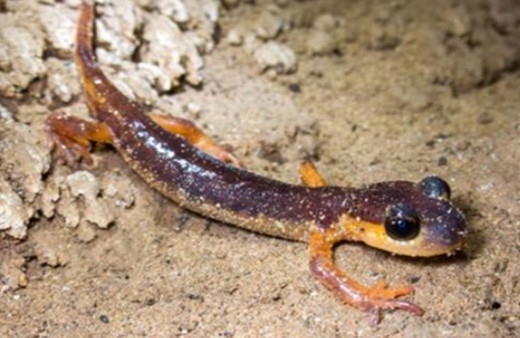 Türkiye'de tescillenen 154 mağarada, 30 memeli türü ve endemik canlılar keşfedildi