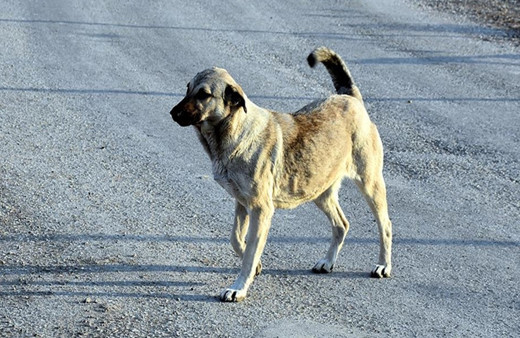 Evinin önünde oyun oynayan 8 yaşındaki Hatice'ye köpek saldırdı!