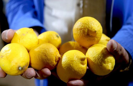 Limon ihracatı yarından itibaren geçici olarak durdurulacak