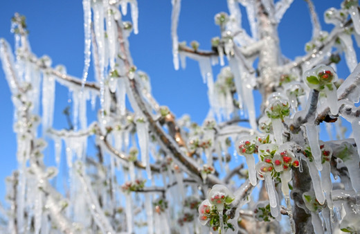 Bütün meyveler dondu felaket çok büyük! Kayısı, üzüm, ceviz, elma hepsini unutun