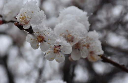 Meclis'te zirai don afetinin araştırılması için komisyon kuruldu