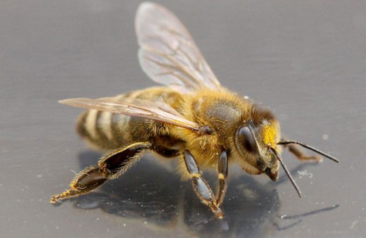 Adana'da arının soktuğu kişi öldü