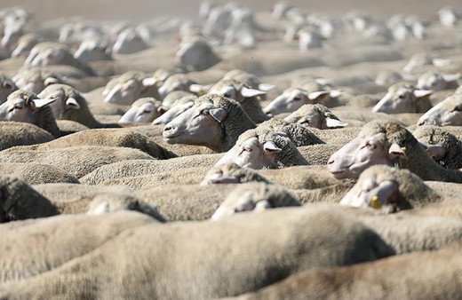 TİGEM 700 reforme küçükbaş hayvan satacak! İhale 2 Mayıs'ta