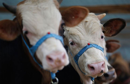 Kurban Bayramı yaklaşırken bakanlık harekete geçti! Para cezası var