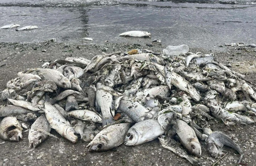 İzmir Körfezi için sevindiren haber