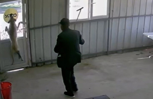 Edirne'de 5 aylık köpek köy sakini tarafından bastonla dövüldü