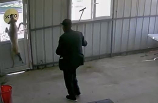 Edirne'de yaşlı adam 5 aylık köpeği bastonla dövdü! Savunması pes dedirtti