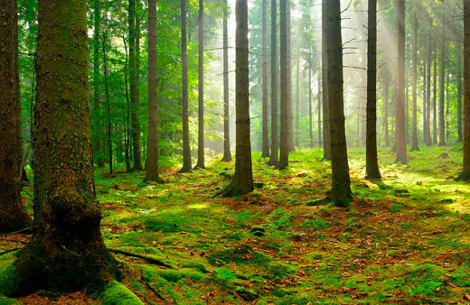 Ortaya çıktı ki ağaçlar birbiriyle konuşuyormuş! Güneş tutulmasında meğerse...